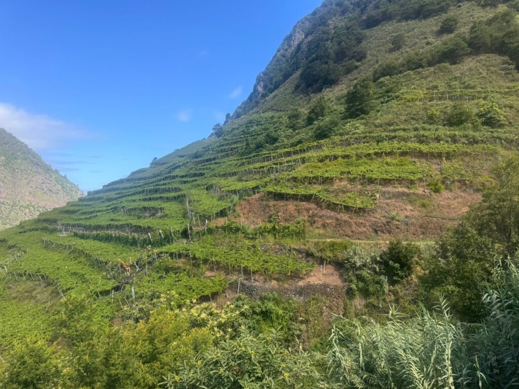 VINHO MADEIRA