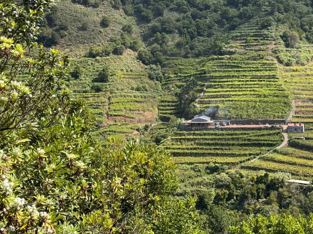 VINHOS MADEIRA