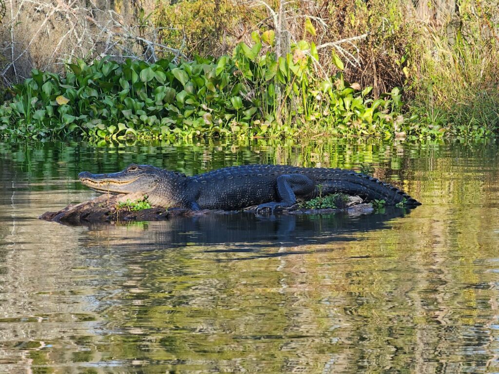 Swamp Louisiana