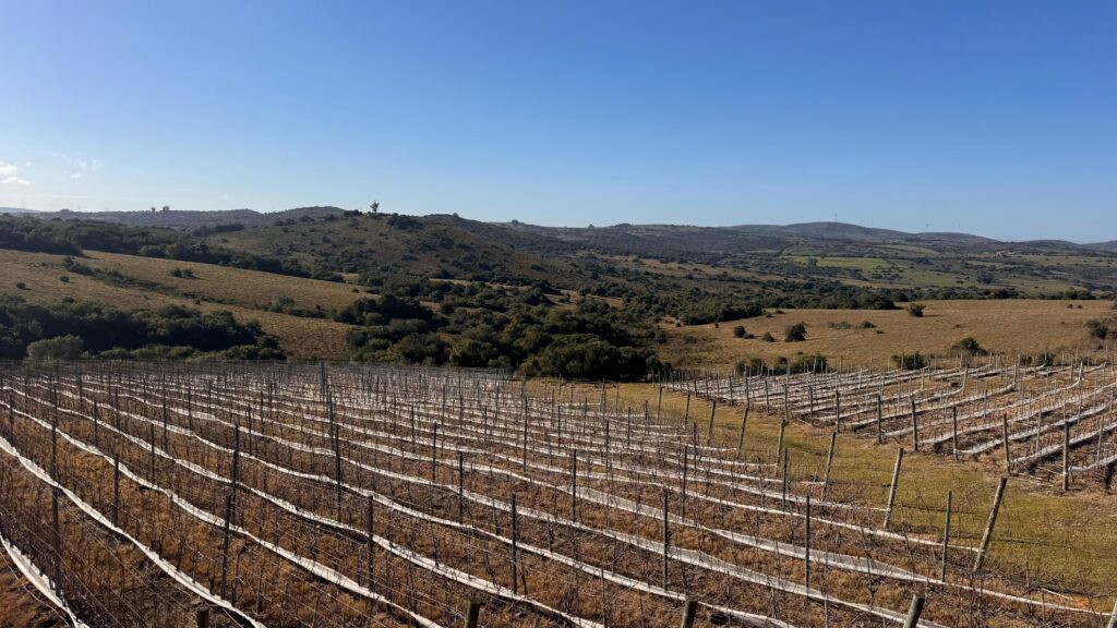 Confraria Punta