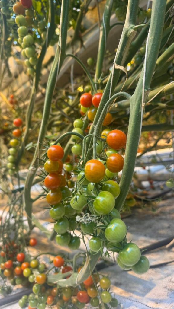 Restaurante tomate islandia